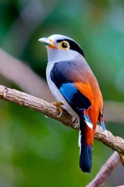 Hermoso Aves Aves Exóticas Pájaros Hermosos