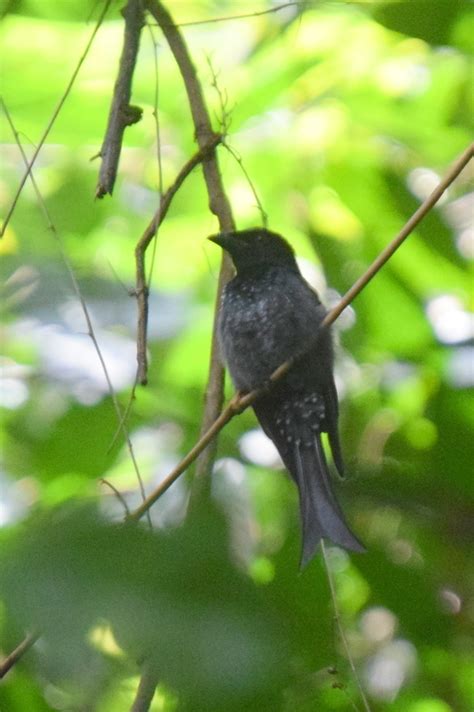 Crow Billed Drongo Birds Of Mahidol University Salaya · Inaturalist