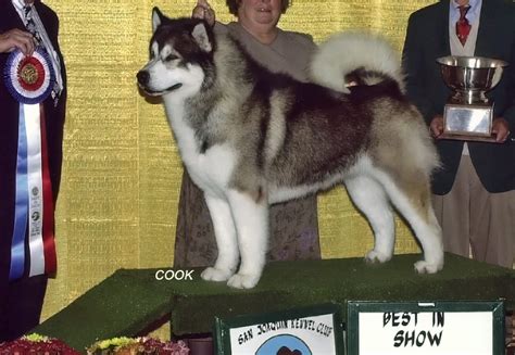 Snowlion Alaskan Malamutes Puppies From Champion Stud Dogs Quality