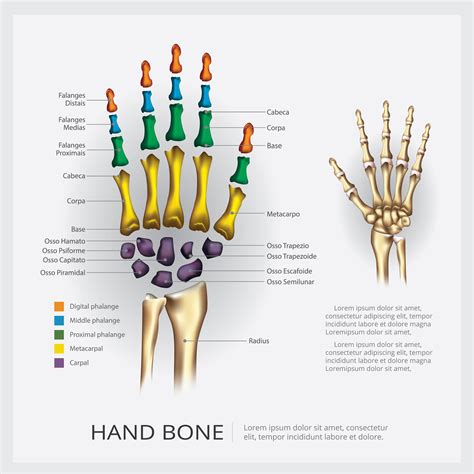 Anatomia Humana Mão Osso Ilustração Vetorial 536870 Vetor No Vecteezy