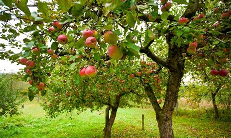 3 X Orchard Fruit Tree Collection Groupon