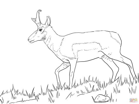 Newer post older post home. Male Pronghorn coloring page | Free Printable Coloring Pages