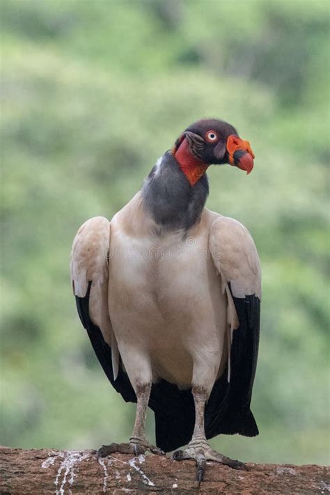 240 King Vulture Sarcoramphus Papa Large Bird Found Central South