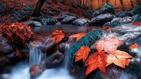 Pictures Foliage Autumn Creeks Nature Forest Stones 1920x1080