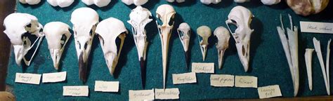 Sarah Mccartney Bird Skulls From Samson