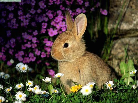 Fotos De Conejos