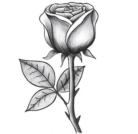 Easy Rose Flower Drawings In Pencil Best Flower Site