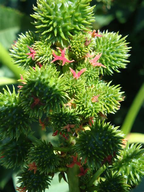 ‹aram.› … słownik języka polskiego. cscorporalis"fotos" 02 (Flores): Folhas e fruto da mamona