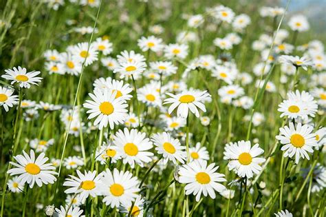 Royalty Free Photo Closeup Photo Of White Petaled Flower Field Pickpik