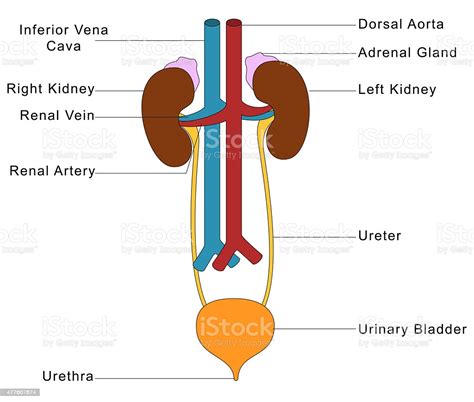 The urethra is the tube through which urine passes from the bladder to the exterior of the body. Human Urinary System Stock Illustration - Download Image ...