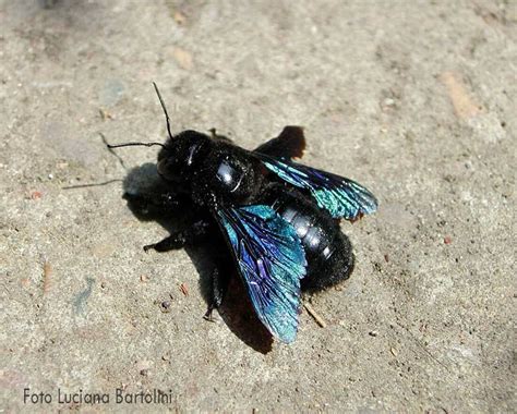 Черный шмель плотник с синими крыльями фото чем опасен и какой укус насекомого