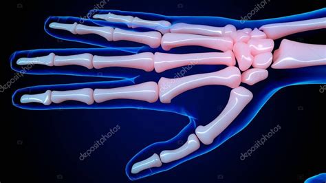 Esqueleto Humano Anatomía Huesos De La Mano Para El Concepto Médico