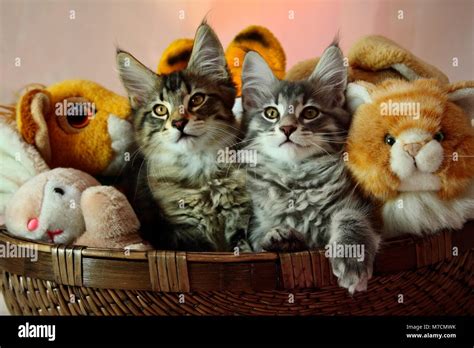 Norwegian Forest Cat Stuffed Animal Cheapest Sale Save 45 Jlcatjgobmx