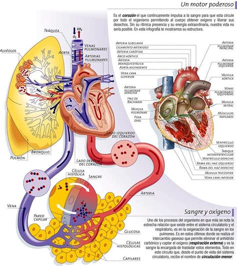 Enfermedades Del Aparato Circulatorio Anatomía Médica Anatomia