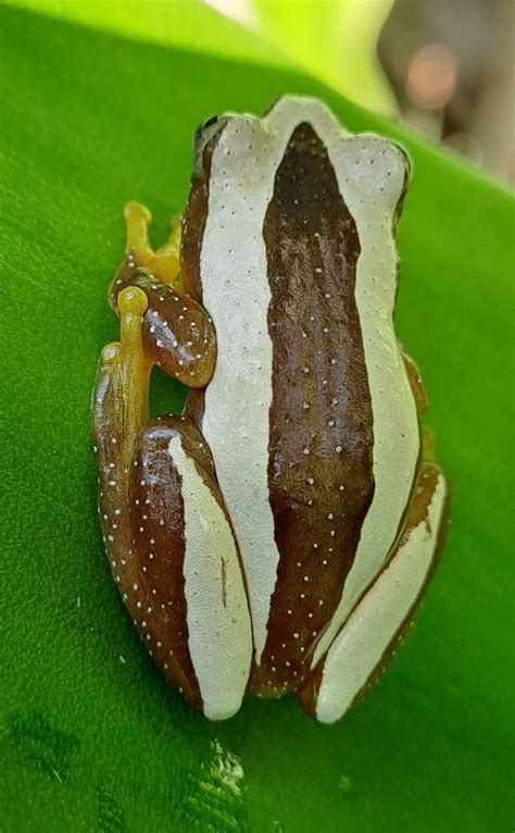 Fornasinis Spiny Reed Frog From St Lucia 3936 South Africa On August