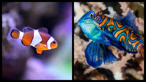 The Top 10 Cutest Fish In The World Nature Blog Network