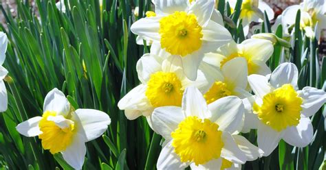 Warm Winter Is Confusing Early Blooming Flowers