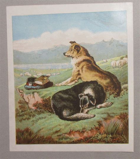 Scottish Collie Dogs Watching Sheep Flock Scotland Antique Lithograph