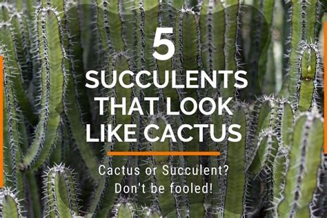 Cactus Vs Succulent Unveiling 5 Succulents That Look Like Cactus Succulent Alley
