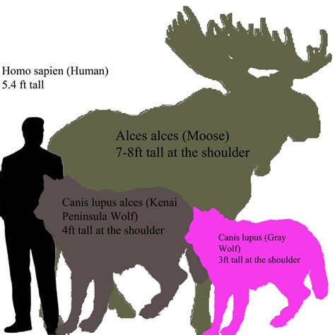 Abes Animals Sizes Of A Moose Human Kenia Peninsula Wolf And Gray Wolf