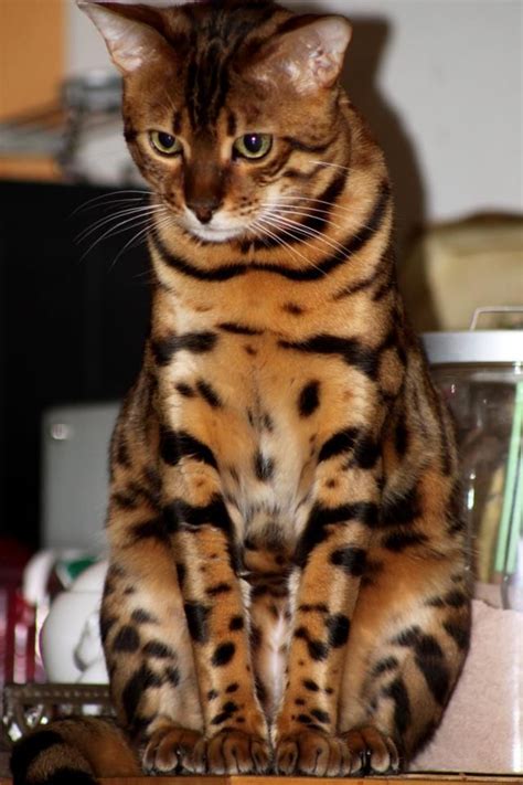 I Really Love The Beautiful Markings Of This Cat Looks Like A Mini