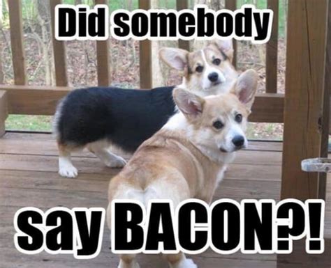 15 Hilarious Corgi Memes Will Make Your Day Corgi Memes Corgi Dog Corgi