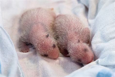 Newborn Giant Panda Cubs Gaining Weight Rapidly The Blade