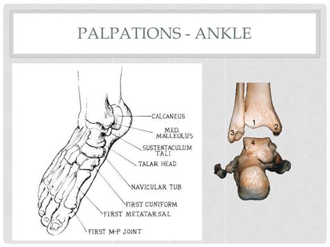 Ppt Foot And Ankle Powerpoint Presentation Free Download Id6994629