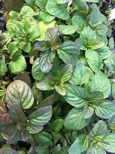 The plant you will receive is growing in a quart pot. Mentha x. M. gentilis RED MINT Live Plant in 2.5 inch pot ...