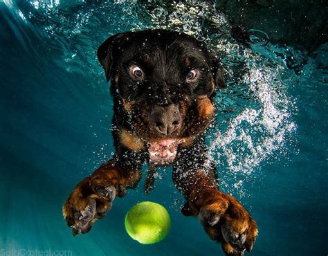 14 Awesome Dog Photographers You Should Check Out In 2023