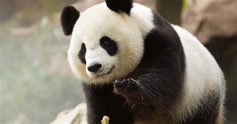 Huan Huan La Femelle Panda Du Zoo De Beauval Est Bien Enceinte