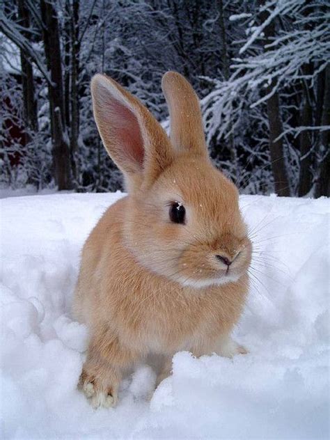 I Had A Rabbit That Looked Just Like This One When I Was A Kid Her