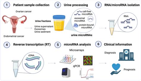 Overview Of The Urinary MicroRNA Analysis After Obtaining Urine Sample