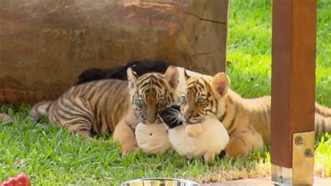 Growing Up With Twin Tiger Cubs Tigers About The House Bbc Earth