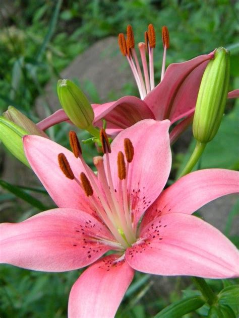 A Pink Tiger Lilly That I Photographed Amazing Flowers Lily Flower