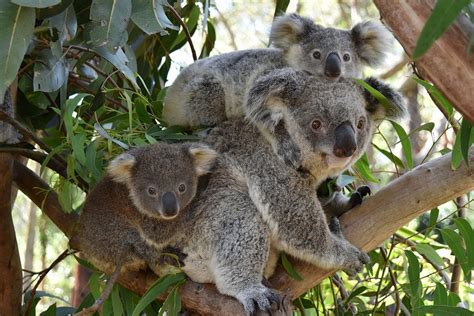 Preserving Australias Wildlife Not Only Are Koalas One Of Australias