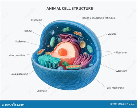 d Renderização De Células Animais Com Organelas Ilustração Stock Ilustração de membrana