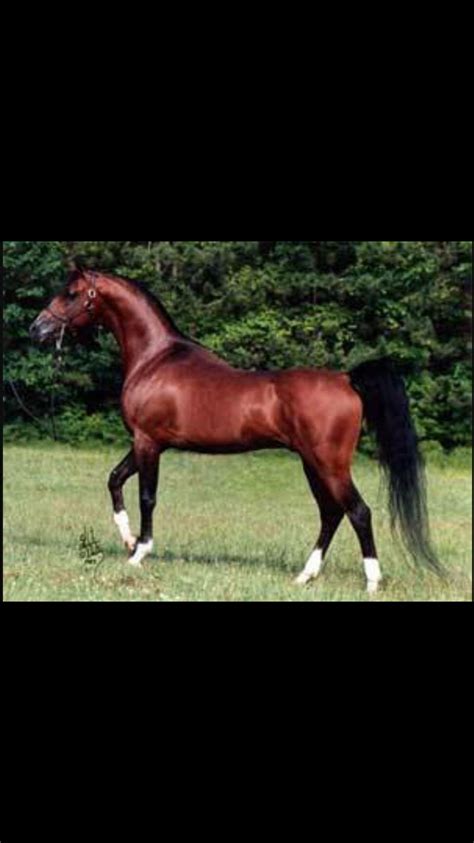 Afire Bey V Us 267198525112015 Bay Arabian Stallion Huckleberry