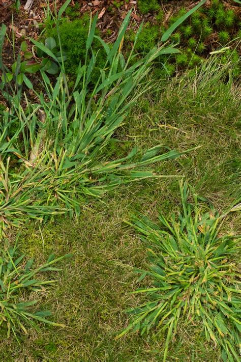 List Of 8 Grasses That Look Like Crabgrass