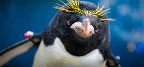 Penguin Pittsburgh Zoo And Aquarium