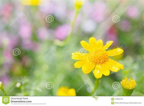 Beautiful Daisy Flowers On Meadow With Water Drops Stock Photo Image