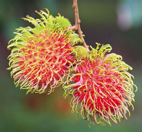 It's much better for the plant to have a long period to be able to regenerate its roots before the stresses of spring and summer. Rambutan Growing Tips: Learn About Rambutan Tree Care ...