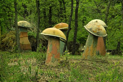 Giant Mushroom Forest Photograph By Tony Grider Pixels