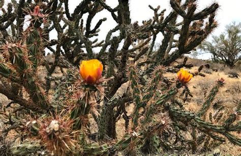Desert Plants In Arizona Arizona State Parks
