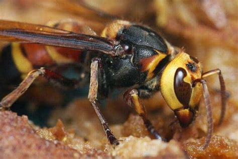 Scientists Want To Make Sex Traps For Asian Giant Hornets The Insects That Want To Wipe Out