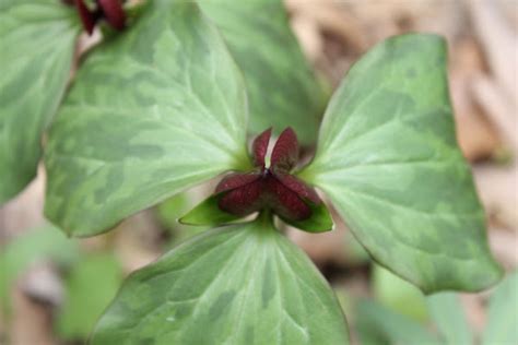 Prairie Trillium Or Bloody Butcher Project Noah