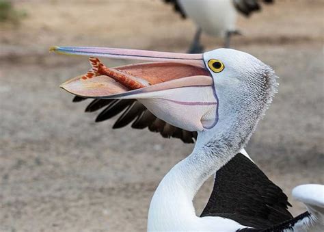 What Do Birds Eat With Their Beaks Quora