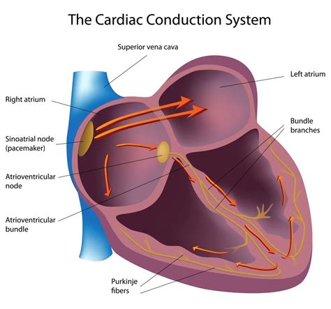 The Afib Center Normal Heart Rhythm