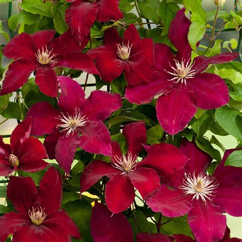 We did not find results for: Image result for clematis rebecca | Clematis varieties ...