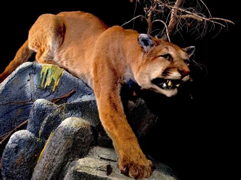 Spectacular Mountain Lion Puma Concolor Full Body Mount 55 Long